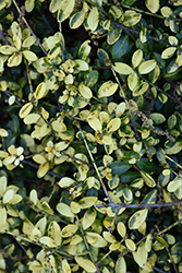 Golden Gem Japanese Holly (Ilex crenata 'Golden Gem') at A Very Successful Garden Center