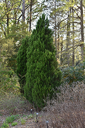 Sapphire Sentinel Redcedar (Juniperus virginiana 'Sapphire Sentinel') at A Very Successful Garden Center