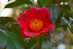 Rising Sun Camellia (Camellia japonica 'Rising Sun') at Lakeshore Garden Centres