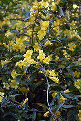 Carolina Yellow Jessamine (Gelsemium sempervirens) at A Very Successful Garden Center