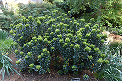 Gulf Green Yeddo Hawthorn (Rhaphiolepis umbellata 'Minor') at A Very Successful Garden Center