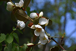 Gail's Favorite Magnolia (Magnolia laevifolia 'GCWOOD213') at Lakeshore Garden Centres