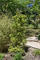 Green Shadow Variegated Nepal Holly (Ilex integra 'Green Shadow') at Lakeshore Garden Centres