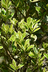 Green Shadow Variegated Nepal Holly (Ilex integra 'Green Shadow') at Lakeshore Garden Centres
