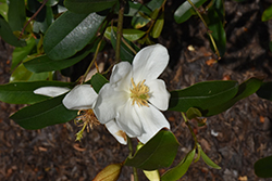 Michelle Magnolia (Magnolia laevifolia 'Michelle') at A Very Successful Garden Center