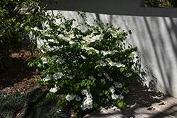 Weeping Magic Doublefile Viburnum (Viburnum plicatum 'Weeping Magic') at A Very Successful Garden Center