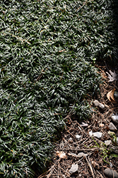 Gyoku Ryu Dwarf Mondo Grass (Ophiopogon japonicus 'Gyoku Ryu') at A Very Successful Garden Center