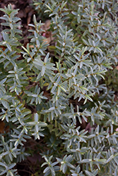 Clarence Blue-Leaved Hebe (Hebe glaucophylla 'Clarence') at A Very Successful Garden Center
