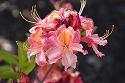 Southern Sunset Azalea (Rhododendron 'Southern Sunset') at A Very Successful Garden Center
