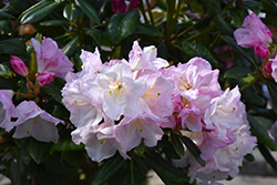 Southgate Breeze Rhododendron (Rhododendron 'Janet Blair') at Lakeshore Garden Centres