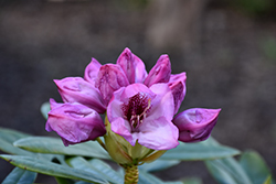Southgate Radiance Rhododendron (Rhododendron 'Tyler Morris') at Lakeshore Garden Centres