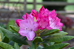 Southgate Brandi Rhododendron (Rhododendron 'Brandi Michele Raley') at A Very Successful Garden Center