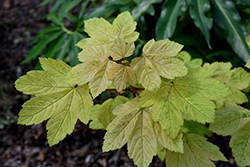Simon Louis Freres Sycamore Maple (Acer pseudoplatanus 'Simon Louis Freres') at A Very Successful Garden Center