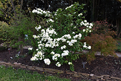 Sawtooth Snowball Viburnum (Viburnum plicatum 'Sawtooth') at Stonegate Gardens