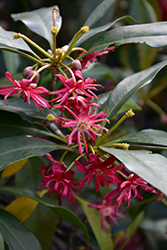 Woodland Ruby Anise Tree (Illicium 'Woodland Ruby') at Lakeshore Garden Centres