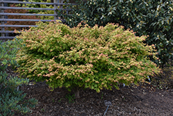 Kashima Yatsubusa Japanese Maple (Acer palmatum 'Kashima Yatsubusa') at A Very Successful Garden Center