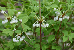 White Enkianthus (Enkianthus perulatus) at A Very Successful Garden Center