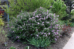 Bloomerang Lilac (Syringa 'Penda') at The Mustard Seed
