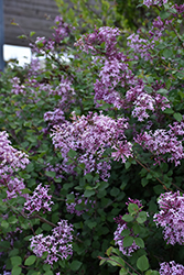 Bloomerang Lilac (Syringa 'Penda') at Stonegate Gardens
