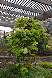 Cartwheel Variegated Stauntonia Vine (Stauntonia hexaphylla 'Cartwheel') at A Very Successful Garden Center