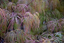 Raraflora Japanese Maple (Acer palmatum 'Raraflora') at Stonegate Gardens