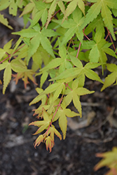Calico Japanese Maple (Acer palmatum 'Calico') at Stonegate Gardens