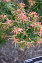 Goshiki Kotohime Japanese Maple (Acer palmatum 'Goshiki Kotohime') at Stonegate Gardens