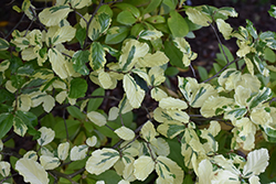 Lamplighter Parrotia (Parrotia persica 'Lamplighter') at Stonegate Gardens
