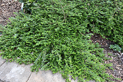 Maigrun Box Honeysuckle (Lonicera nitida 'Maigrun') at Stonegate Gardens
