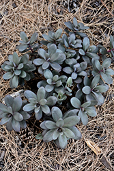 Desert Black Stonecrop (Sedum 'Desert Black') at A Very Successful Garden Center
