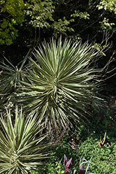Variegated Spanish Bayonet (Yucca aloifolia 'Variegata') at A Very Successful Garden Center