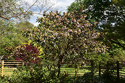 Rosalinda Indian Hawthorn (Rhaphiolepis indica 'Conda') at A Very Successful Garden Center