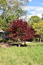 Nuresagi Japanese Maple (Acer palmatum 'Nuresagi') at A Very Successful Garden Center