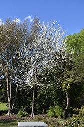 Two Winged Silverbell (Halesia diptera 'var. magniflora') at Stonegate Gardens
