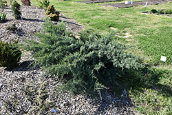 Poyo Redcedar (Juniperus virginiana 'Poyo') at A Very Successful Garden Center