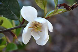 Fairy Blush Magnolia (Magnolia 'Fairy Blush') at A Very Successful Garden Center