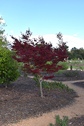 Yubae Japanese Maple (Acer palmatum 'Yubae') at A Very Successful Garden Center