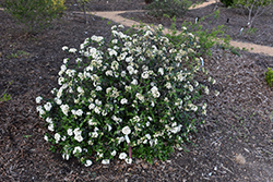 Pearlific Viburnum (Viburnum 'PIIVIB-I') at Lakeshore Garden Centres