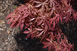 Orion Japanese Maple (Acer palmatum 'Orion') at A Very Successful Garden Center