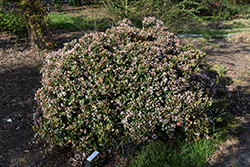Eleanor Taber Indian Hawthorn (Rhaphiolepis indica 'Conor') at A Very Successful Garden Center
