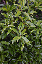 Apricot Gold Fragrant Tea Olive (Osmanthus fragrans 'Apricot Gold') at Stonegate Gardens