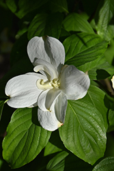 Pluribracteata Flowering Dogwood (Cornus florida 'Pluribracteata') at A Very Successful Garden Center