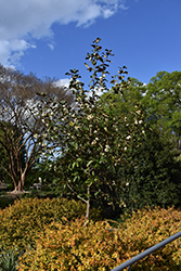 Gail's Favorite Magnolia (Magnolia laevifolia 'GCWOOD213') at A Very Successful Garden Center