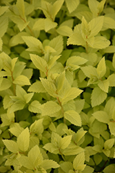 Double Play Gold Spirea (Spiraea japonica 'Yan') at A Very Successful Garden Center