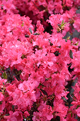 Girard's Variegated Gem Azalea (Rhododendron 'Girard's Variegated Gem') at Lakeshore Garden Centres