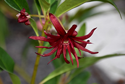 Mexican Anise Tree (Illicium mexicanum) at A Very Successful Garden Center