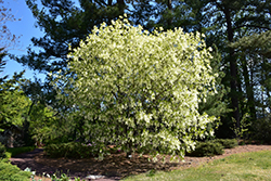White Fringetree (Chionanthus virginicus) at A Very Successful Garden Center