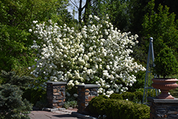 Chinese Snowball Viburnum (Viburnum macrocephalum) at A Very Successful Garden Center