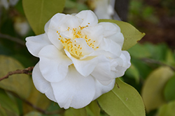 Mine-No-Yuki Camellia (Camellia sasanqua 'Mine-No-Yuki') at A Very Successful Garden Center