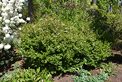 Reifler's Dwarf Viburnum (Viburnum obovatum 'Reifler's Dwarf') at A Very Successful Garden Center